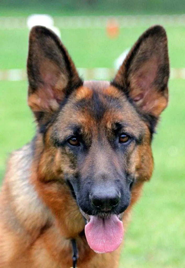 250 Perfect German Shepherd Names 10