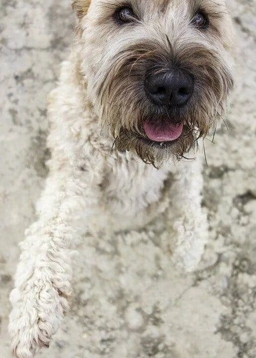 Your Ultimate Guide To The Wheaten Terrier 10