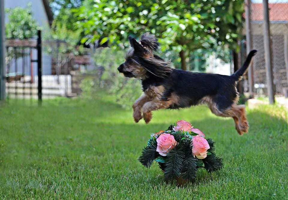 13 Things You Need To Know About The Teacup Yorkie  10