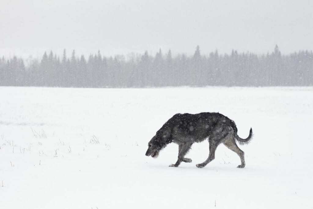 15 Of Our Favorite Wolf Like Dogs 10
