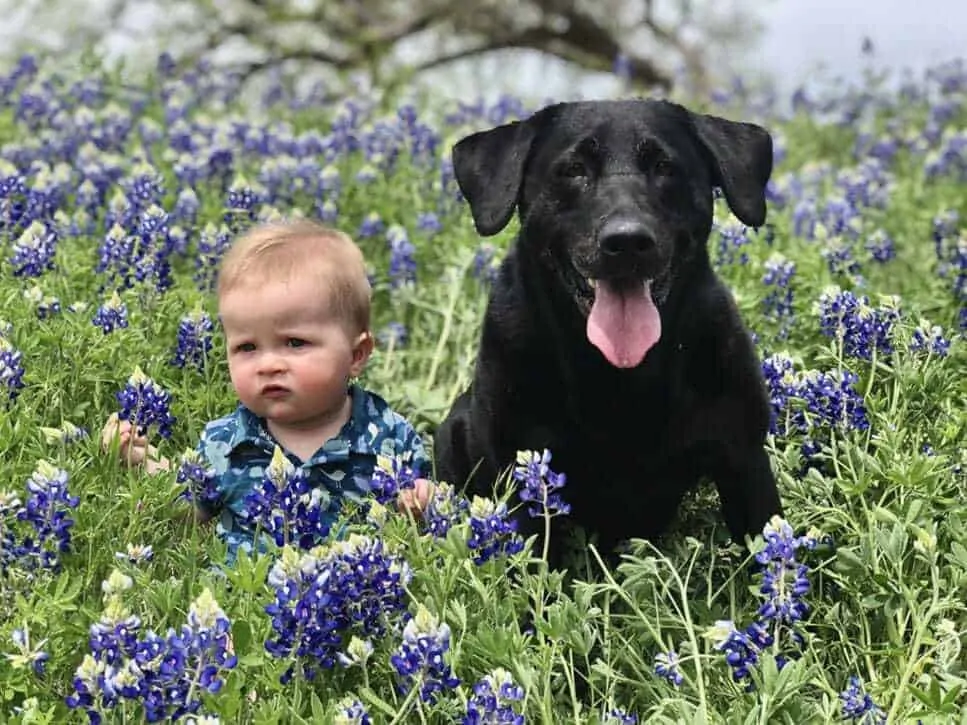 15 Things You Should Know About The Black Lab 11