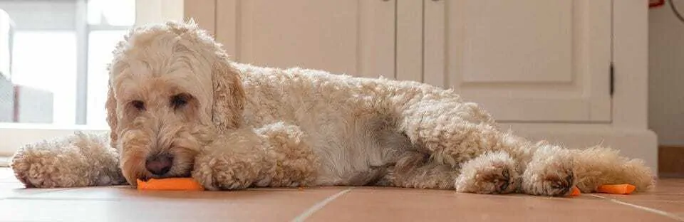 Ultimate Labradoodle Dog Breed Information Guide   11