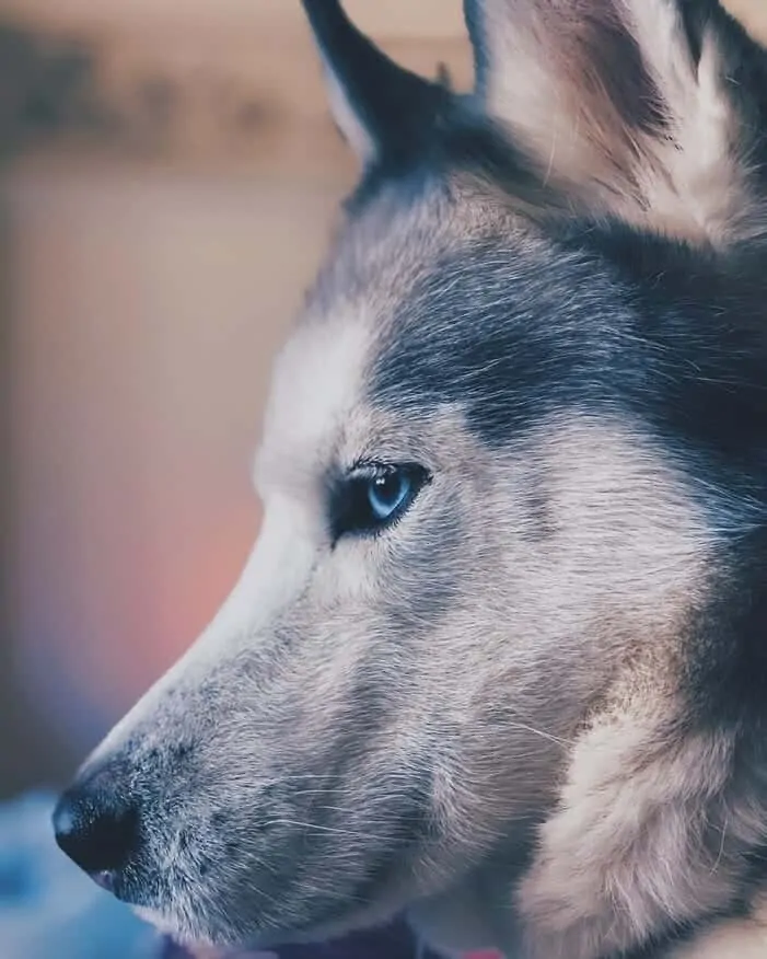 250 Wolf Names For Dogs That Look Like Wolves 9