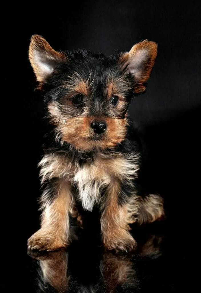 Pic 12 A Yorkie Puppy Against A Black Background 704x1024.webp