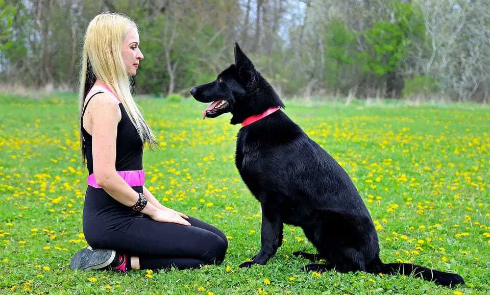 250 Perfect German Shepherd Names 12