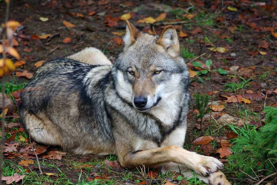 15 Of Our Favorite Wolf Like Dogs 13