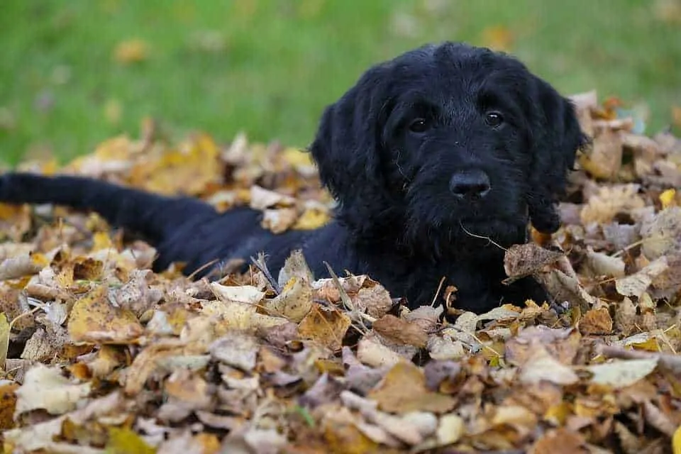 Ultimate Labradoodle Dog Breed Information Guide   13