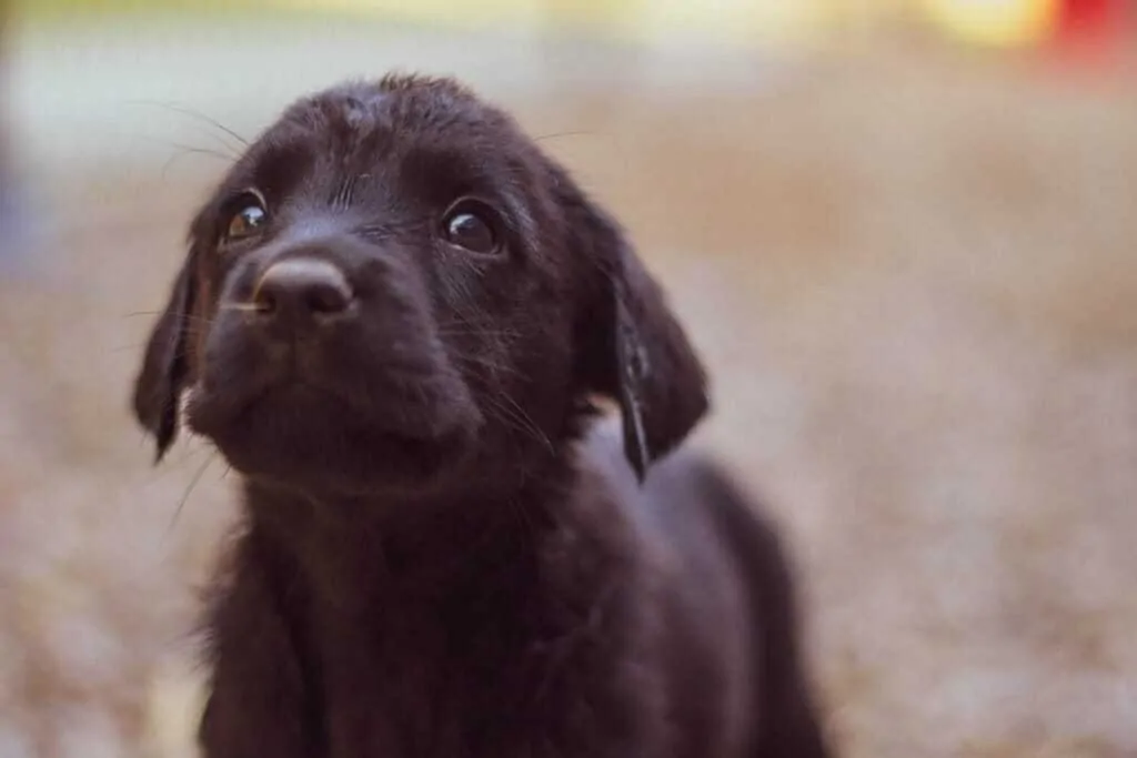 15 Things You Should Know About The Black Lab 13