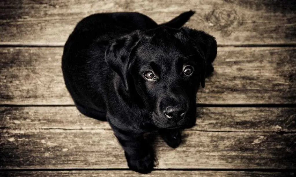 15 Things You Should Know About The Black Lab 15