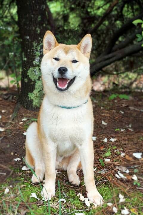 15 Of Our Favorite Wolf Like Dogs 15