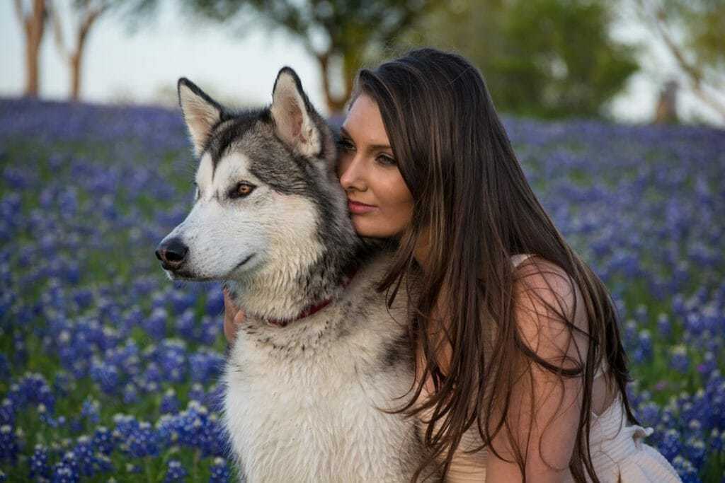 15 Of Our Favorite Wolf Like Dogs 16