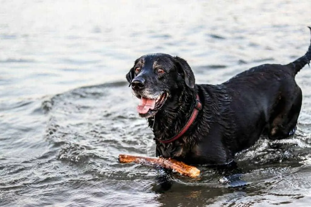 15 Things You Should Know About The Black Lab 2