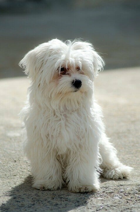 Pic 2 An Adult Maltese Dog Sits On Cement 