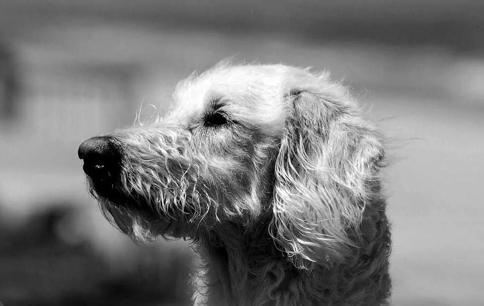 Ultimate Labradoodle Dog Breed Information Guide   2