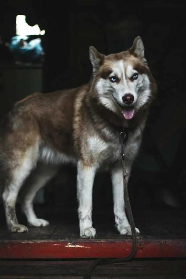 250 Wolf Names For Dogs That Look Like Wolves Your Dog Advisor