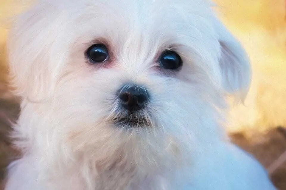 Ultimate Maltese Dog Breed Information Guide   2