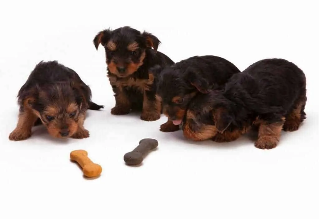 13 Things You Need To Know About The Teacup Yorkie  2