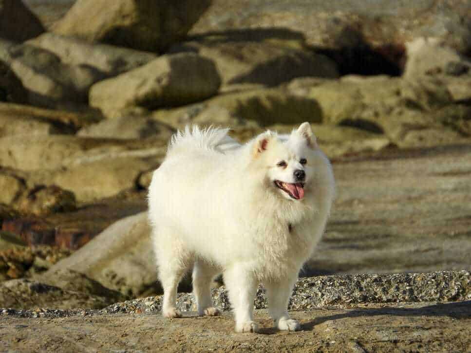 15 Of Our Favorite Wolf Like Dogs 2