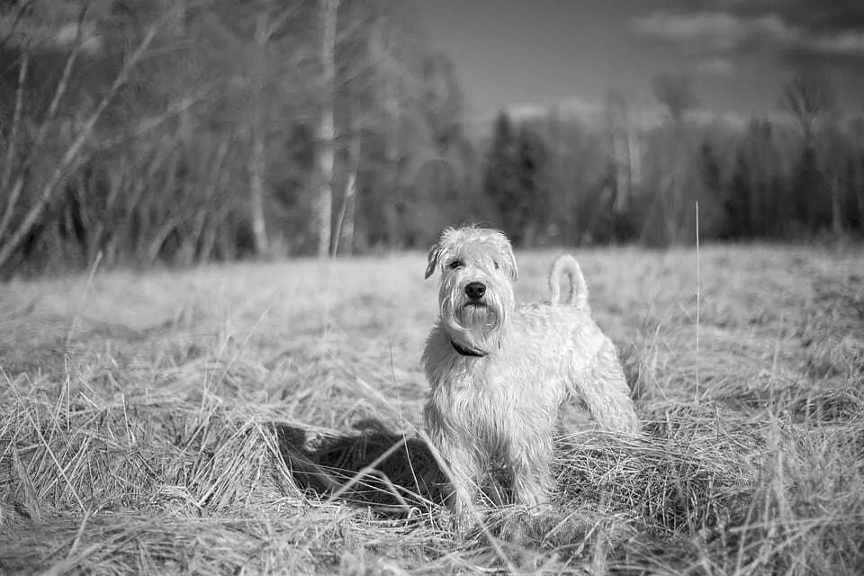 Your Ultimate Guide To The Wheaten Terrier 3