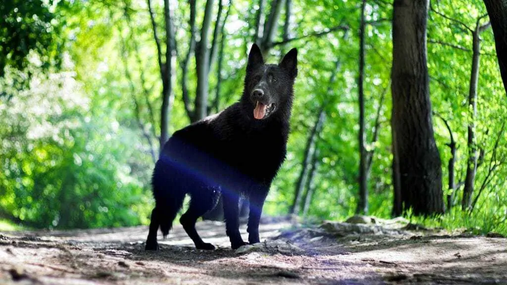 250 Wolf Names For Dogs That Look Like Wolves 1