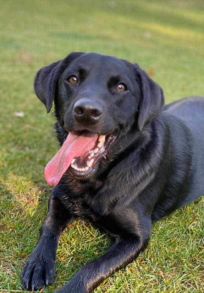 black lab dog