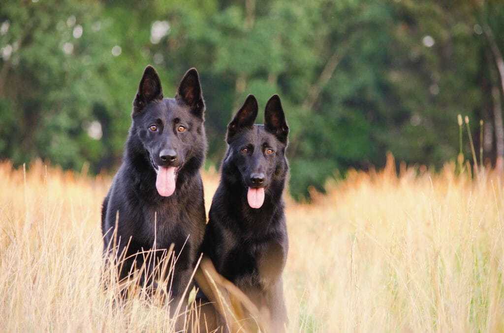 15 Of Our Favorite Wolf Like Dogs 3