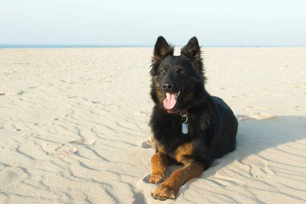 250 Perfect German Shepherd Names 4