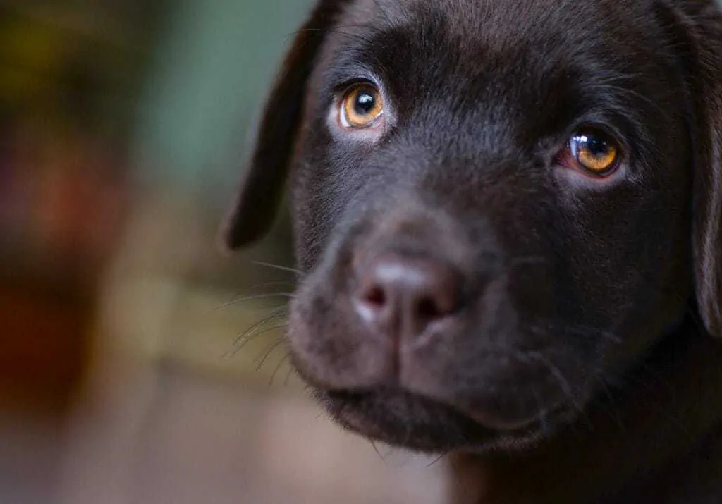 15 Things You Should Know About The Black Lab 4