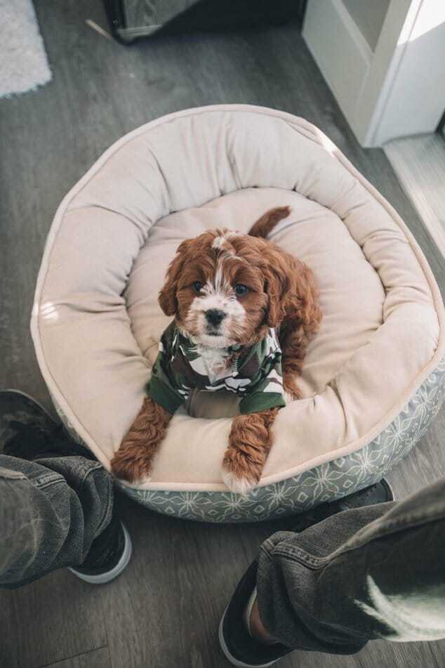 The Best Dog Beds For Heavy Chewers 4 The Best Dog Beds For Heavy Chewers 4