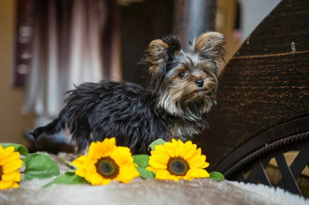 13 Things You Need To Know About The Teacup Yorkie  4