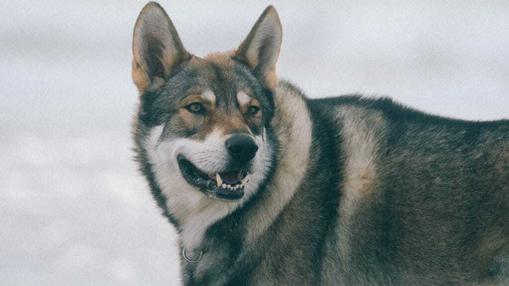 15 Of Our Favorite Wolf Like Dogs 4