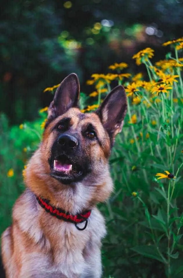 250 Perfect German Shepherd Names 5