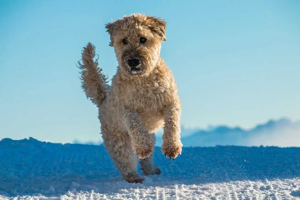 Your Ultimate Guide To The Wheaten Terrier 5