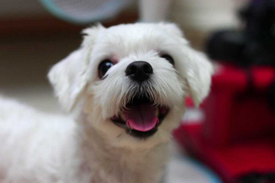 Ultimate Maltese Dog Breed Information Guide Your Dog Advisor