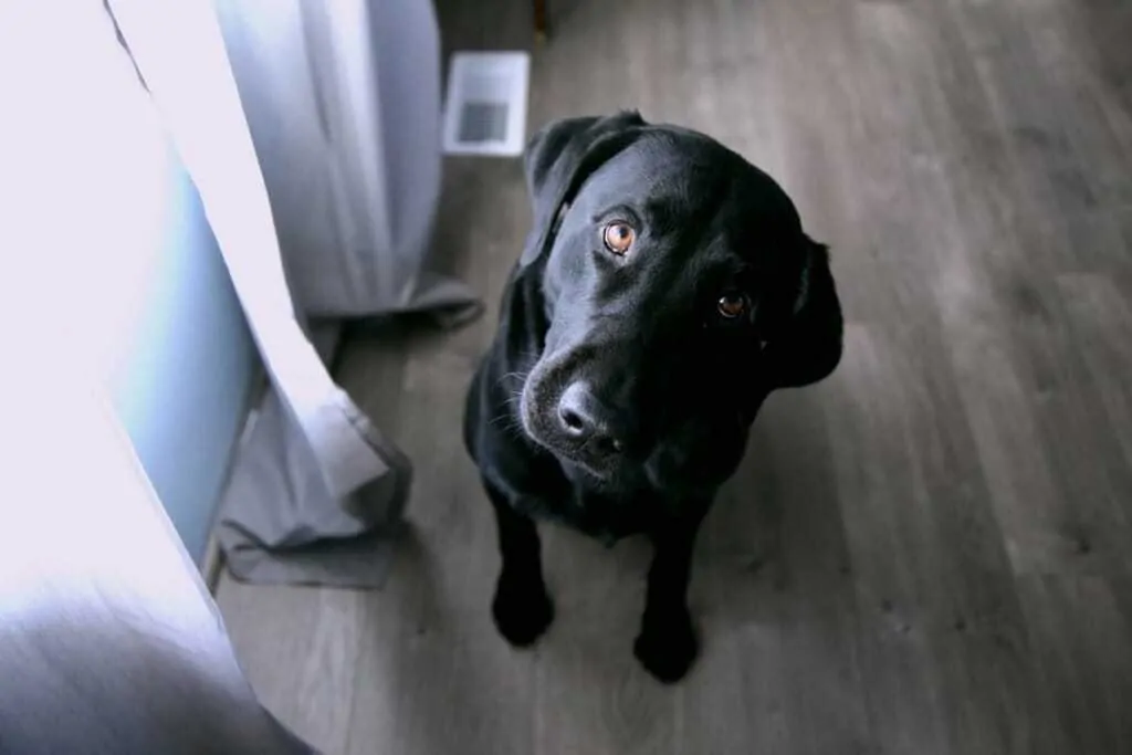 15 Things You Should Know About The Black Lab 5