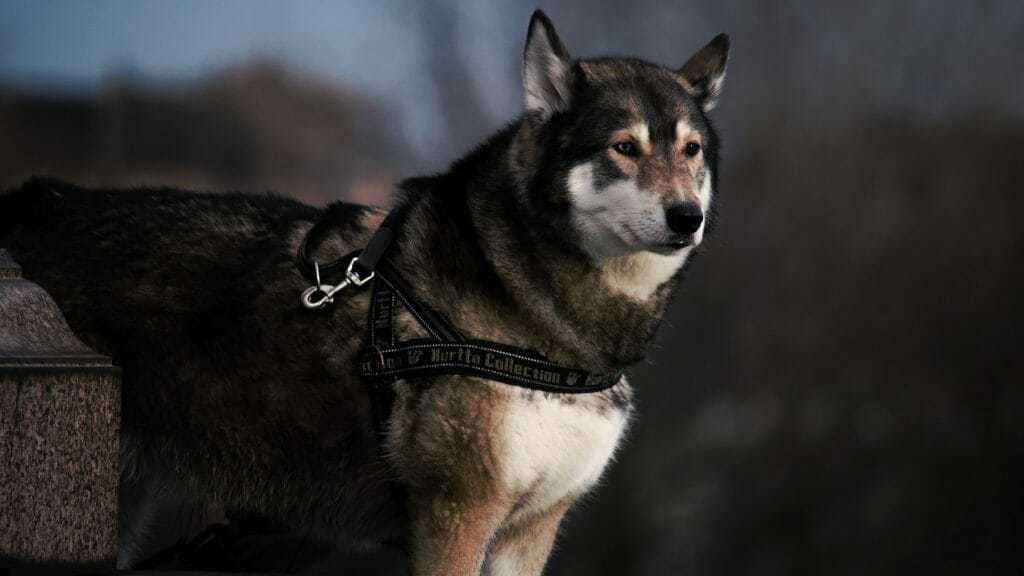 15 Of Our Favorite Wolf Like Dogs 5