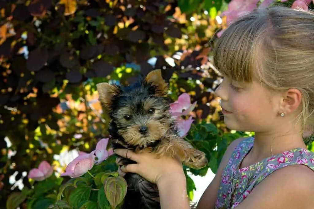 Yorkies store with kids