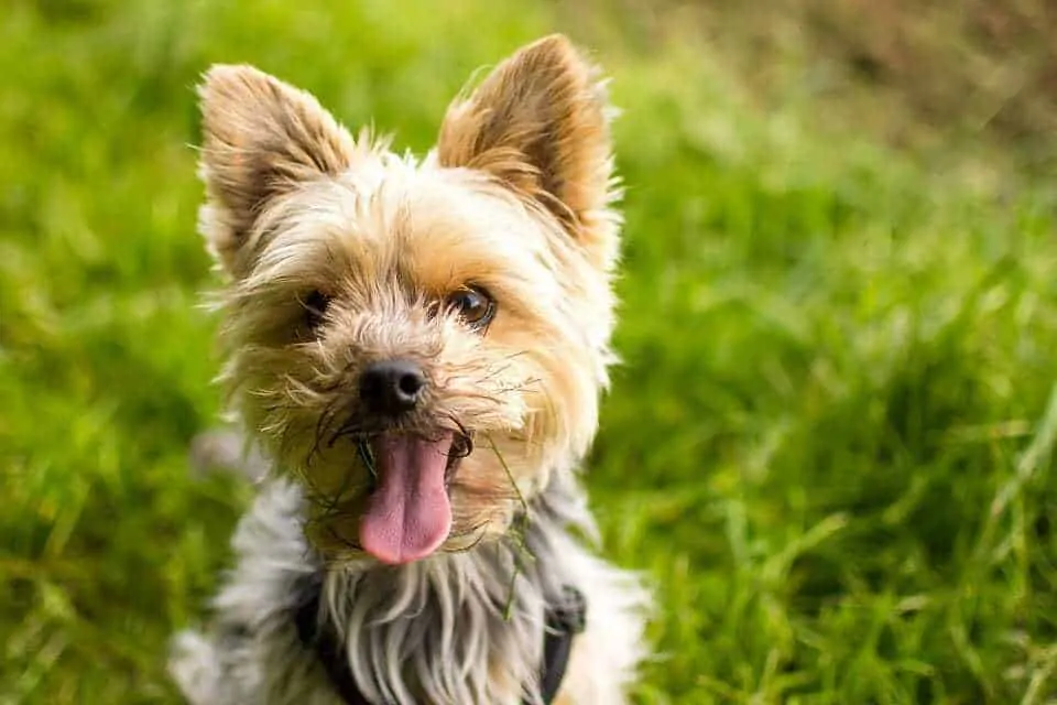 13 Things You Need To Know About The Teacup Yorkie  6