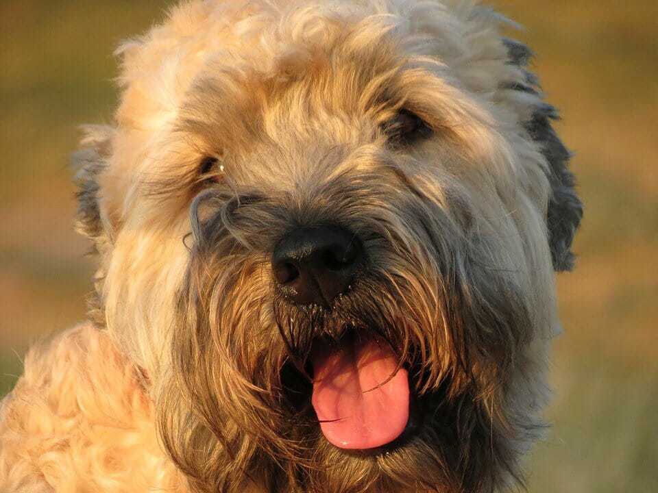 Pic 6 A Closeup Of A Wheaten Terrier Face 