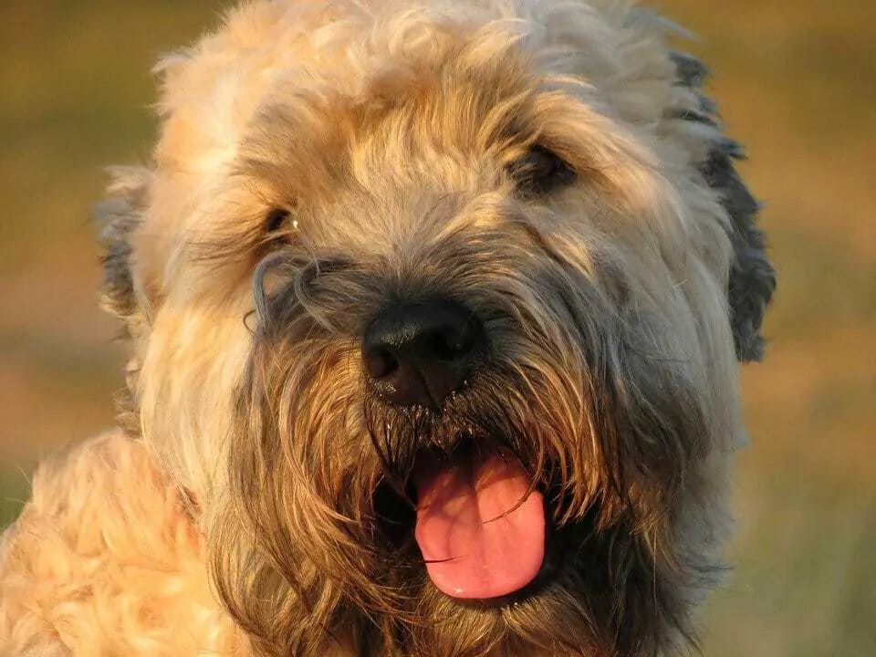 Your Ultimate Guide To The Wheaten Terrier 6