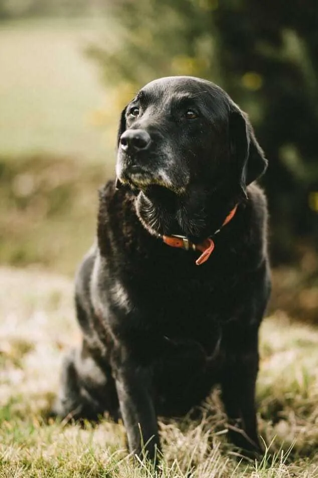 15 Things You Should Know About The Black Lab 7