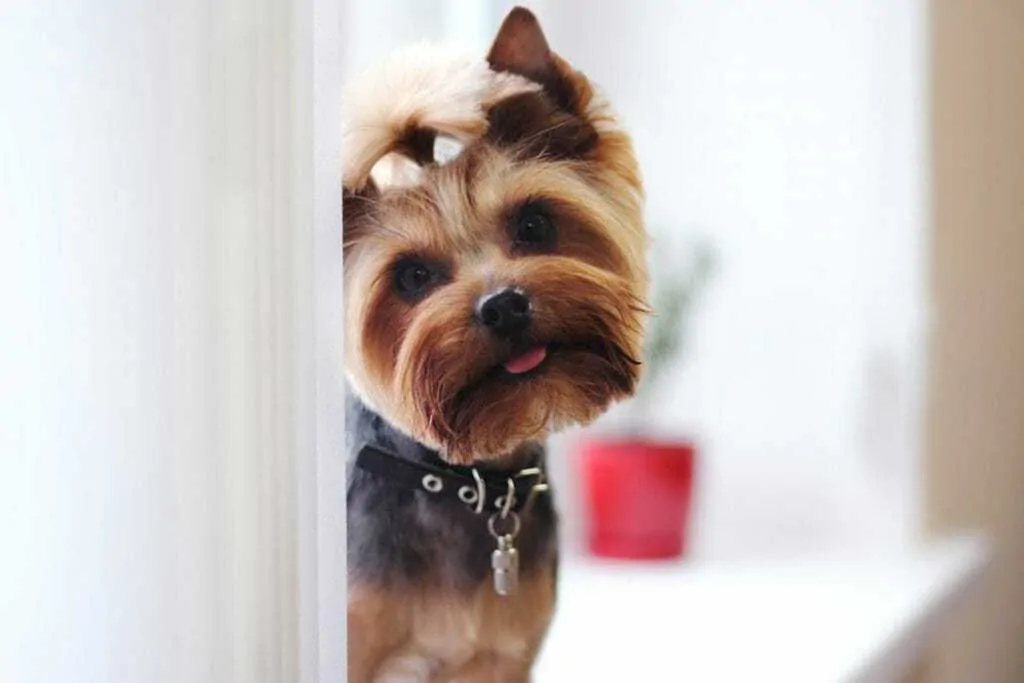 13 Things You Need To Know About The Teacup Yorkie  7