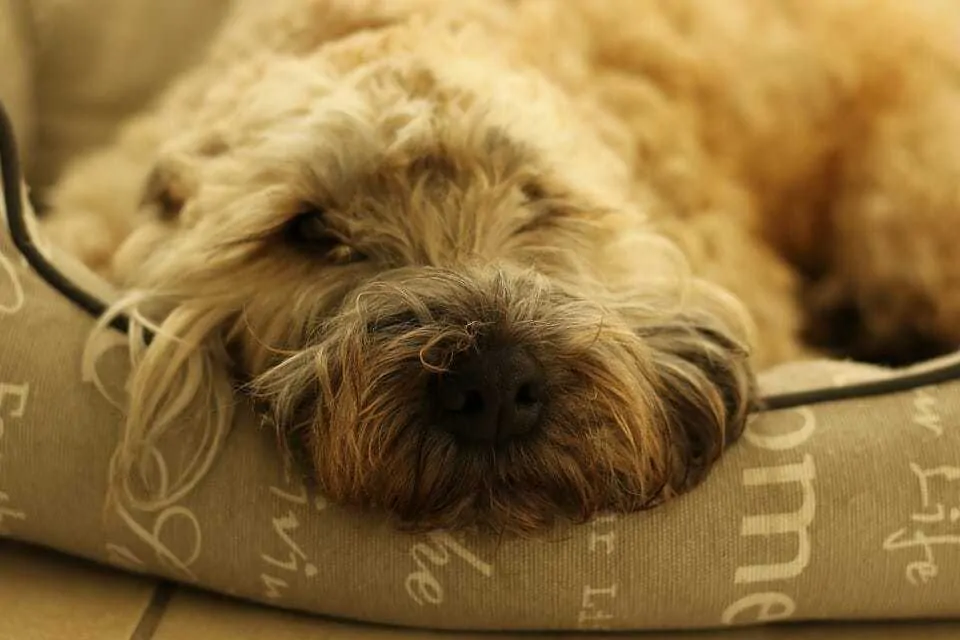 Your Ultimate Guide To The Wheaten Terrier 7