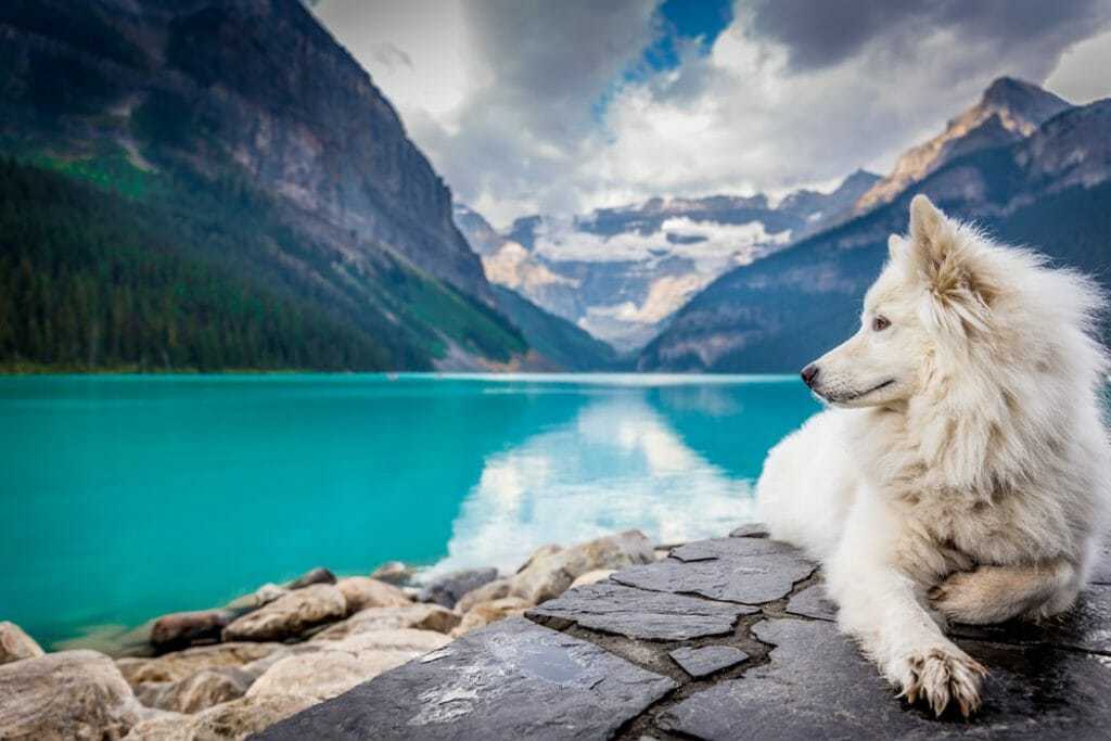 15 Of Our Favorite Wolf Like Dogs 7