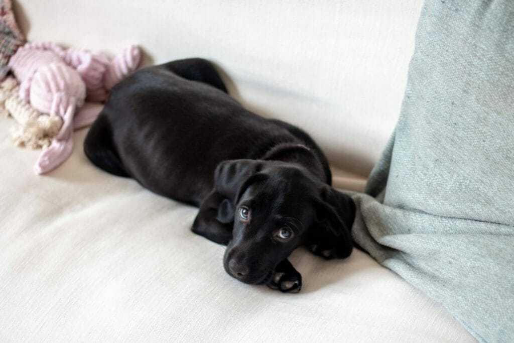 15 Things You Should Know About The Black Lab 8