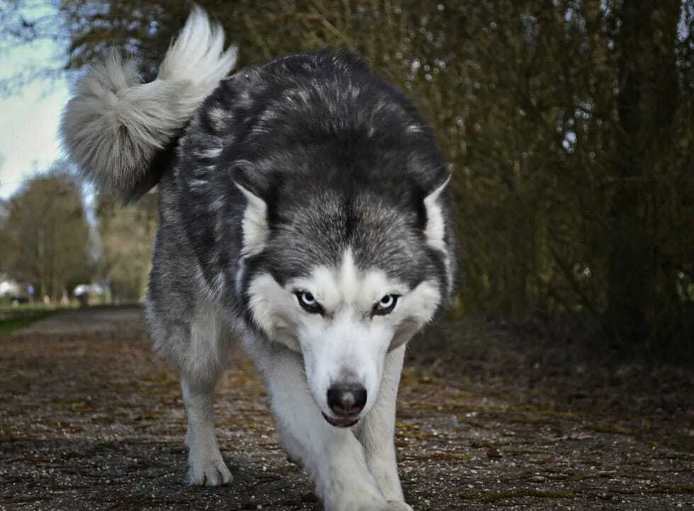 Dog like 2024 wolf name