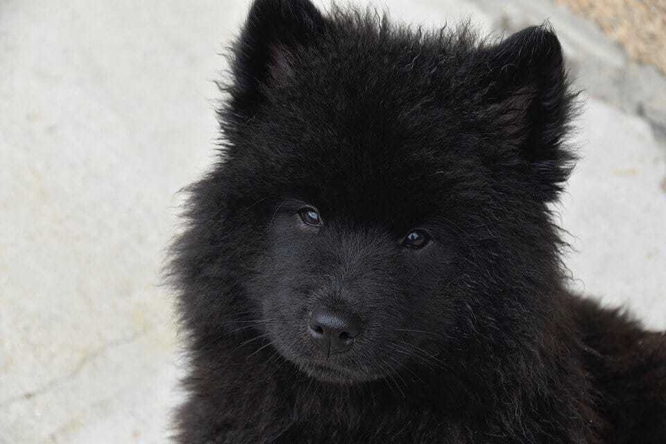 15 Of Our Favorite Wolf Like Dogs 8