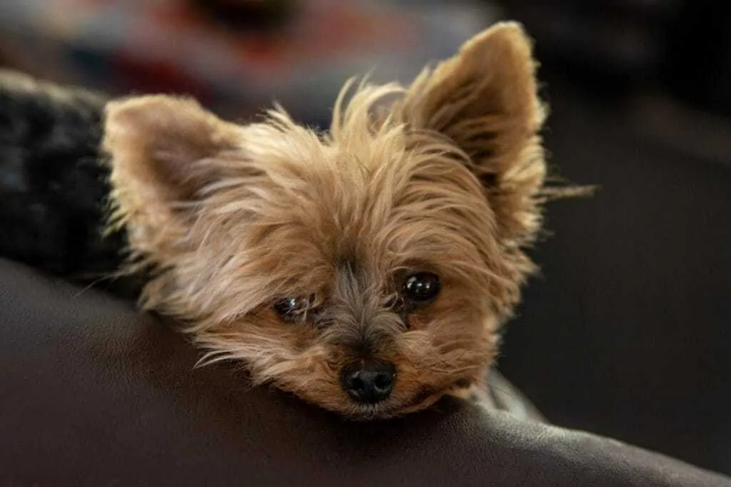 13 Things You Need To Know About The Teacup Yorkie  8