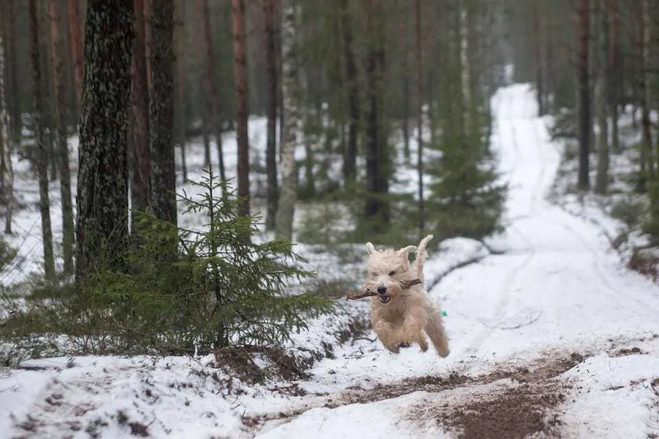 Your Ultimate Guide To The Wheaten Terrier 8