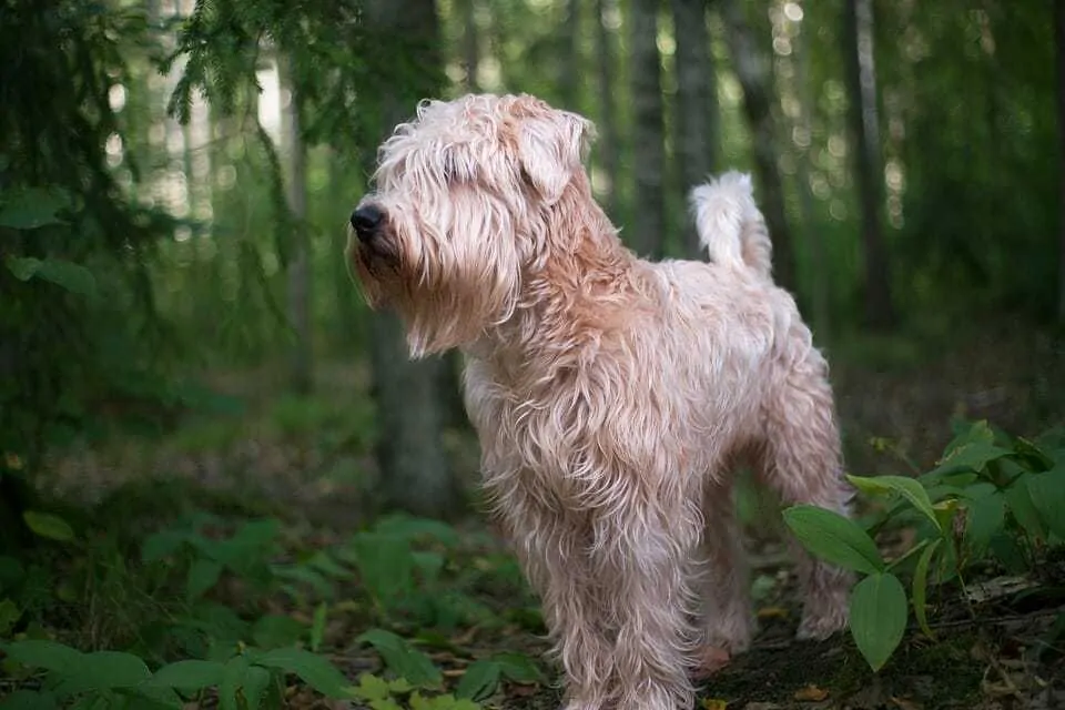 Your Ultimate Guide To The Wheaten Terrier 9